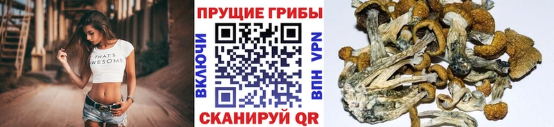 omg зеркало  Волгореченск  Псилоцибиновые грибы ЛСД 